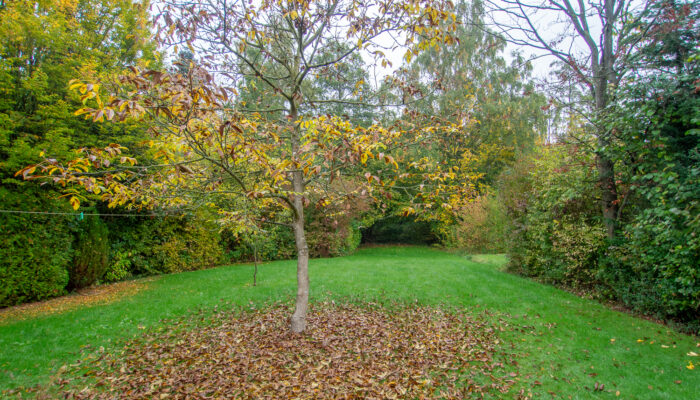 11137 Garten